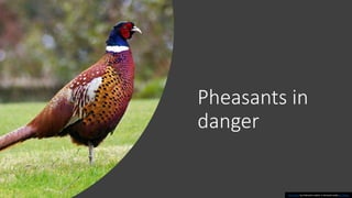 Pheasants in
danger
This Photo by Unknown author is licensed under CC BY-SA.
 
