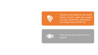 A pheasant's
diet
Pheasants eat grated carrots, diced
lettuce, tomato, apple, pear, grapes,
currants, mealworms, beansprout
and witted mole soft bill mix.
They just eat their food from the
ground.
 