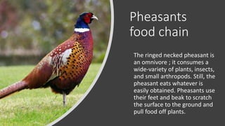 Pheasants
food chain
The ringed necked pheasant is
an omnivore ; it consumes a
wide-variety of plants, insects,
and small arthropods. Still, the
pheasant eats whatever is
easily obtained. Pheasants use
their feet and beak to scratch
the surface to the ground and
pull food off plants.
 