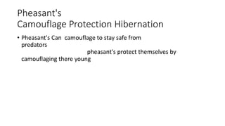 Pheasant's
Camouflage Protection Hibernation
• Pheasant's Can camouflage to stay safe from
predators
pheasant's protect themselves by
camouflaging there young
 