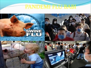 PANDEMI FLU BABI
 