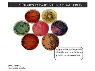 MÉTODOS PARA IDENTIFICAR BACTERIAS 
Algunas bacterias pueden 
identificarse por la forma 
y color de sus colonias. 
 