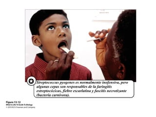  Streptococcus pyogenes es normalmente inofensiva, pero 
algunas cepas son responsables de la faringitis 
estreptocócicas, fiebre escarlatina y fascitis necrotizante 
(bacteria carnívora). 
 