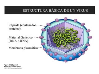 ESTRUCTURA BÁSICA DE UN VIRUS 
Cápside (contenedor 
proteico) 
Material Genético 
(DNA o RNA) 
Membrana plasmática 
 