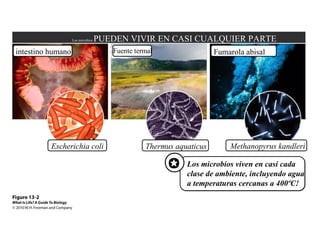 Los microbios PUEDEN VIVIR EN CASI CUALQUIER PARTE 
intestino humano Fuente termal Fumarola abisal 
Escherichia coli Thermus aquaticus Methanopyrus kandleri 
 Los microbios viven en casi cada 
clase de ambiente, incluyendo agua 
a temperaturas cercanas a 400ºC! 
 