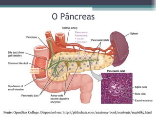 O Pâncreas
Fonte: OpenStax College. Disponível em: http://philschatz.com/anatomy-book/contents/m46685.html
 