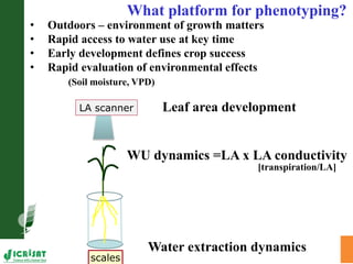 High throughput assessment of plant canopy in progress