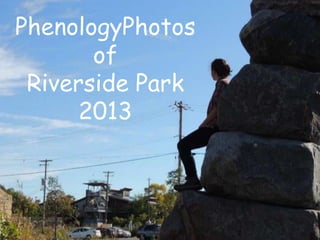PhenologyPhotos
of
Riverside Park
2013

 