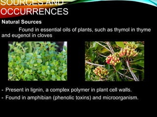 SOURCES AND
OCCURRENCES
Natural Sources
Found in essential oils of plants, such as thymol in thyme
and eugenol in cloves
- Present in lignin, a complex polymer in plant cell walls.
- Found in amphibian (phenolic toxins) and microorganism.
 