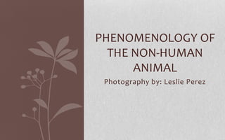 Phenomenology of the
 non-human animal
    Photography by: Leslie Perez
 