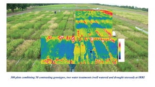 High throughput field phenotyping for plant breeding | PPTX