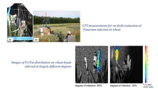 High throughput field phenotyping for plant breeding | PPTX
