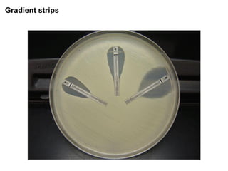 Phenotypic methods used in antimicrobial susceptibility testing
