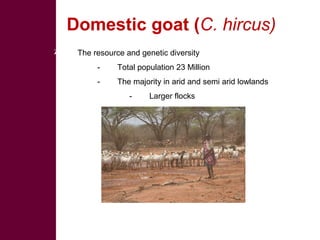 Biodiversity, resource base, animal breed level characterization, and utility of the information for goat genetic resources in Ethiopia