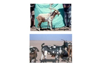 Biodiversity, resource base, animal breed level characterization, and utility of the information for goat genetic resources in Ethiopia