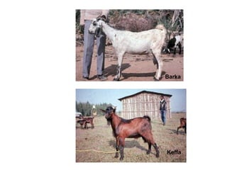 Biodiversity, resource base, animal breed level characterization, and utility of the information for goat genetic resources in Ethiopia