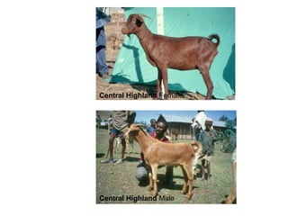 Biodiversity, resource base, animal breed level characterization, and utility of the information for goat genetic resources in Ethiopia