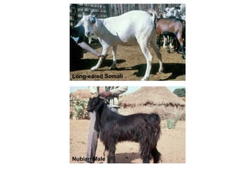 Biodiversity, resource base, animal breed level characterization, and utility of the information for goat genetic resources in Ethiopia