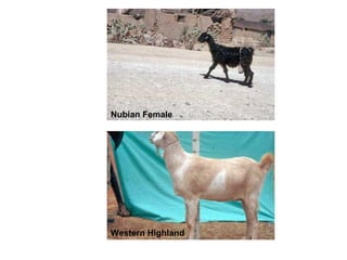 Biodiversity, resource base, animal breed level characterization, and utility of the information for goat genetic resources in Ethiopia