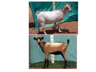 Biodiversity, resource base, animal breed level characterization, and utility of the information for goat genetic resources in Ethiopia