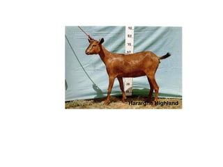 Biodiversity, resource base, animal breed level characterization, and utility of the information for goat genetic resources in Ethiopia