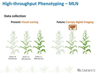 Phenotyping for disease resistance to increase genetic gains suresh l m ...