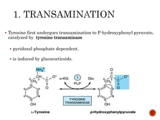  Tyrosine first undergoes transamination to P-hydroxyphenyl pyruvate,
catalyzed by tyrosine transaminase
 pyridoxal phosphate dependent.
 is induced by glucocorticoids.
 
