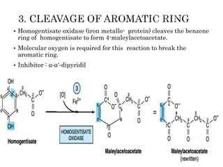  Homogentisate oxidase (iron metallo- protein) cleaves the benzene
ring of homogentisate to form 4-maleylacetoacetate.
 Molecular oxygen is required for this reaction to break the
aromatic ring.
 Inhibitor : α-α’-dipyridil
 