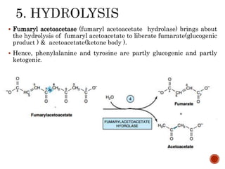  Fumaryl acetoacetase (fumaryl acetoacetate hydrolase) brings about
the hydrolysis of fumaryl acetoacetate to liberate fumarate(glucogenic
product ) & acetoacetate(ketone body ).
 Hence, phenylalanine and tyrosine are partly glucogenic and partly
ketogenic.
 