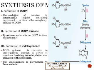 I. Formation of DOPA:
 Hydroxylation of tyrosine by
tyrosinase((a copper containing
oxygenase) , to form dihydroxyphenyl
alanine or DOPA
II. Formation of DOPA quinone:
 Tyrosinase again acts on DOPA to form
dopaquinone
III. Formation of indolequinone:
 DOPA quinone is converted to
indolequinone through a series of
reactions involving decarboxylation and
oxidation of the side chain.
 The indolequinone is polymerized to
form melanin.
 