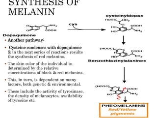  Another pathway:
 Cysteine condenses with dopaquinone
& in the next series of reactions results
the synthesis of red melanins.
 The skin color of the individual is
determined by the relative
concentrations of black & red melanins.
 This, in turn, is dependent on many
factors, both genetic & environmental.
 These include the activity of tyrosinase,
the density of melanocytes, availability
of tyrosine etc.
 