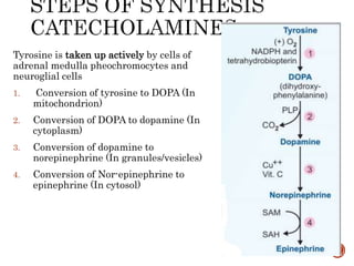 Tyrosine is taken up actively by cells of
adrenal medulla pheochromocytes and
neuroglial cells
1. Conversion of tyrosine to DOPA (In
mitochondrion)
2. Conversion of DOPA to dopamine (In
cytoplasm)
3. Conversion of dopamine to
norepinephrine (In granules/vesicles)
4. Conversion of Nor-epinephrine to
epinephrine (In cytosol)
 