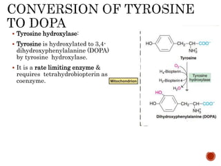  Tyrosine hydroxylase:
 Tyrosine is hydroxylated to 3,4-
dihydroxyphenylalanine (DOPA)
by tyrosine hydroxylase.
 It is a rate limiting enzyme &
requires tetrahydrobiopterin as
coenzyme.
 