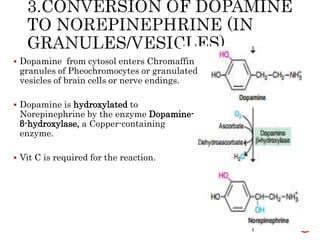  Dopamine from cytosol enters Chromaffin
granules of Pheochromocytes or granulated
vesicles of brain cells or nerve endings.
 Dopamine is hydroxylated to
Norepinephrine by the enzyme Dopamine-
β-hydroxylase, a Copper-containing
enzyme.
 Vit C is required for the reaction.
 