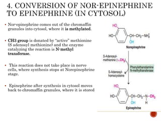  Nor-epinephrine comes out of the chromaffin
granules into cytosol, where it is methylated.
 CH3 group is donated by “active” methionine
(S adenosyl methionine) and the enzyme
catalyzing the reaction is N-methyl
transferase.
 This reaction does not take place in nerve
cells, where synthesis stops at Norepinephrine
stage.
 Epinephrine after synthesis in cytosol moves
back to chromaffin granules, where it is stored
 