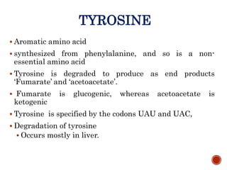 TYROSINE
 Aromatic amino acid
 synthesized from phenylalanine, and so is a non-
essential amino acid
 Tyrosine is degraded to produce as end products
‘Fumarate’ and ‘acetoacetate’.
 Fumarate is glucogenic, whereas acetoacetate is
ketogenic
 Tyrosine is specified by the codons UAU and UAC,
 Degradation of tyrosine
 Occurs mostly in liver.
 