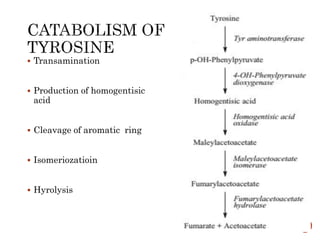  Transamination
 Production of homogentisic
acid
 Cleavage of aromatic ring
 Isomeriozatioin
 Hyrolysis
 