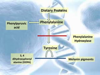 Dietary Proteins
PhenylalaninePhenylpyruvic
acid
Tyrosine
Phenylalanine
Hydroxylase
3, 4
dihydroxyphenyl
alanine (DOPA)
Melanin pigments
 