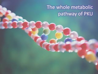 The whole metabolic
pathway of PKU
 