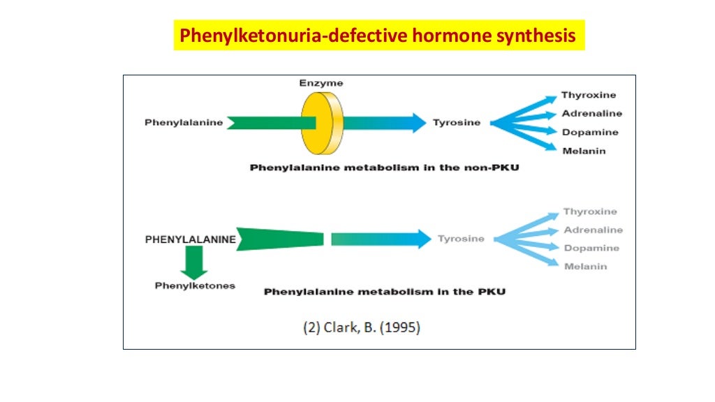 Fenyloketonuria Jest Warunkowana Autosomalnym Allelem Recesywnym A Phenylketonuria
