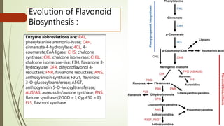 Evolution of Flavonoid
Biosynthesis :
Enzyme abbreviations are: PAL,
phenylalanine ammonia-lyase; C4H,
cinnamate 4-hydroxylase; 4CL, 4-
coumarate:CoA ligase; CHS, chalcone
synthase; CHI, chalcone isomerase; CHIL,
chalcone isomerase-like; F3H, flavanone 3-
hydroxylase; DFR, dihydroflavonol 4-
reductase; FNR, flavanone reductase; ANS,
anthocyanidin synthase; F3GT, flavonoid
3-O-glucosyltransferase; A5GT,
anthocyanidin 5-O-lucosyltransferase;
AUS/AS, aureusidin/aurone synthase; FNS,
flavone synthase (2OGD = I, Cyp450 = II);
FLS, flavonol synthase.
 