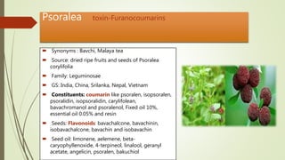 Psoralea toxin-Furanocoumarins
 Synonyms : Bavchi, Malaya tea
 Source: dried ripe fruits and seeds of Psoralea
corylifolia
 Family: Leguminosae
 GS: India, China, Srilanka, Nepal, Vietnam
 Constituents: coumarin like psoralen, isopsoralen,
psoralidin, isopsoralidin, carylifolean,
bavachromanol and psoralenol, Fixed oil 10%,
essential oil 0.05% and resin
 Seeds: Flavonoids: bavachalcone, bavachinin,
isobavachalcone, bavachin and isobavachin
 Seed oil: limonene, aelemene, beta-
caryophyllenoxide, 4-terpineol, linalool, geranyl
acetate, angelicin, psoralen, bakuchiol
 