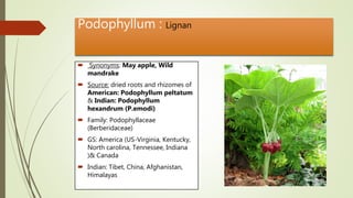 Podophyllum : Lignan
 Synonyms: May apple, Wild
mandrake
 Source: dried roots and rhizomes of
American: Podophyllum peltatum
& Indian: Podophyllum
hexandrum (P.emodi)
 Family: Podophyllaceae
(Berberidaceae)
 GS: America (US-Virginia, Kentucky,
North carolina, Tennessee, Indiana
)& Canada
 Indian: Tibet, China, Afghanistan,
Himalayas
 