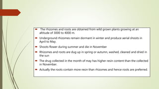  The rhizomes and roots are obtained from wild grown plants growing at an
altitude of 3000 to 4000 m.
 Underground rhizomes remain dormant in winter and produce aerial shoots in
April to May.
 Shoots flower during summer and die in November
 Rhizomes and roots are dug up in spring or autumn, washed, cleaned and dried in
the sun
 The drug collected in the month of may has higher resin content than the collected
in November.
 Actually the roots contain more resin than rhizomes and hence roots are preferred.
 