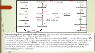 Proposed biosynthetic pathway of Podophyllotoxin: Solid arrow indicates know steps whereas broken arrow
indicates putative reaction; *shows uncharacterized step.
Enzyme abbreviations are as follows: PAL, phenylalanine ammonia lyase; C4H, cinnamate 4-hydroxylase; 4CL,
coumarate; CoA, ligase; HCT, p -hydroxycinnamoyl-CoA; quinate shikimate p-hydroxycinnamoyl transferase;
p -coumarate 3-hydroxylase; CCoAOMT, caffeoyl-CoA O-methyltransferase; COMT: caffeic acid 3- O -
methyltransferase; CCR, cinnamoyl-CoA reductase; CAD, cinnamyl alcohol dehydrogenase; DPO, dirigent
oxidase; PLR, pinoresinol – lariciresinol reductase; SLD, secoisolariciresinol dehydrogenase; DOP7H,
deoxypodophyllotoxin 7-hydroxylase
 