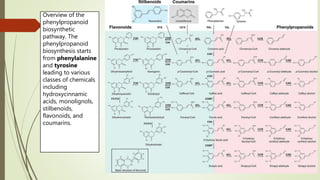 Overview of the
phenylpropanoid
biosynthetic
pathway. The
phenylpropanoid
biosynthesis starts
from phenylalanine
and tyrosine
leading to various
classes of chemicals
including
hydroxycinnamic
acids, monolignols,
stilbenoids,
flavonoids, and
coumarins.
 