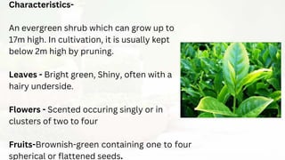 Characteristics-
An evergreen shrub which can grow up to
17m high. In cultivation, it is usually kept
below 2m high by pruning.
Leaves - Bright green, Shiny, often with a
hairy underside.
Flowers - Scented occuring singly or in
clusters of two to four
Fruits-Brownish-green containing one to four
spherical or flattened seeds.
 