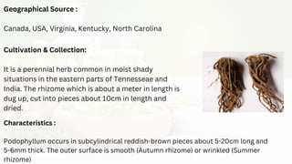 Cultivation & Collection:
It is a perennial herb common in moist shady
situations in the eastern parts of Tennesseae and
India. The rhizome which is about a meter in length is
dug up, cut into pieces about 10cm in length and
dried.
Geographical Source :
Canada, USA, Virginia, Kentucky, North Carolina
Characteristics :
Podophyllum occurs in subcylindrical reddish-brown pieces about 5-20cm long and
5-6mm thick. The outer surface is smooth (Autumn rhizome) or wrinkled (Summer
rhizome)
 