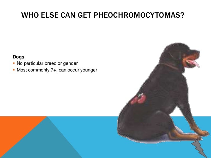 pheochromocytoma in dogs pheochromocytoma pheochromocytoma in dogs pheochromocytoma