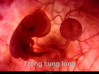 Um feto de poucas semanas encontra-se  no interior do útero de sua mãe. Trong cung lòng 